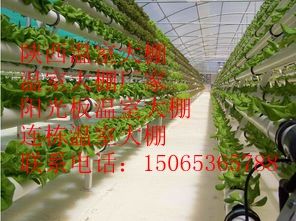 冠县：今后两年将新建改建温室大棚2万亩